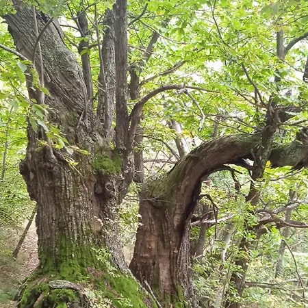 La Dimora Del Castagno 別荘