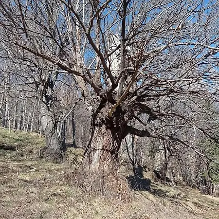 La Dimora Del Castagno 別荘 *